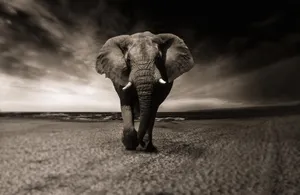elephant jigsaw puzzle