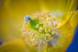 poppy jigsaw puzzle