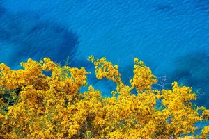 flowers jigsaw puzzle