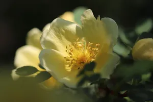 rose jigsaw puzzle