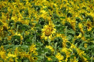 sunflower field jigsaw puzzle