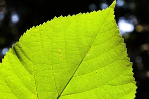 lime leaf jigsaw puzzle