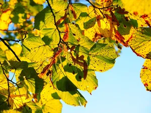 autumn jigsaw puzzle