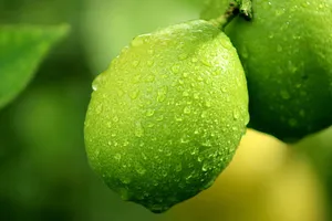 lemon jigsaw puzzle