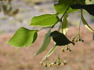 lime tree jigsaw puzzle