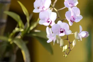 orchid jigsaw puzzle