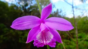 orchid jigsaw puzzle