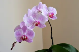 orchid jigsaw puzzle
