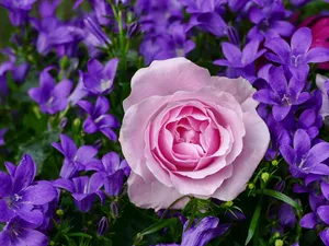 rose jigsaw puzzle