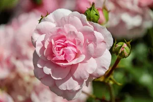 rose jigsaw puzzle