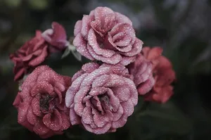 roses jigsaw puzzle