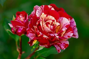 rose jigsaw puzzle