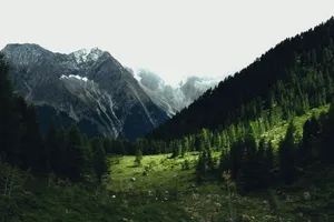 Green valley with pine trees and mountains jigsaw puzzle