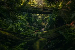 a lush green forest filled with lots of trees jigsaw puzzle