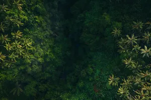 an aerial view of a lush green forest jigsaw puzzle