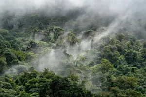 a view of a dense forest in the middle of the day jigsaw puzzle