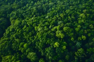 an aerial view of a lush green forest jigsaw puzzle