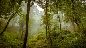a lush green forest filled with lots of trees jigsaw puzzle