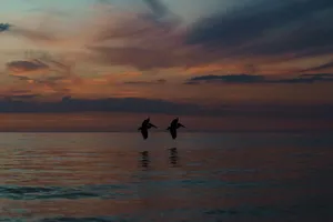 silhouette photo of two birds flying above sea during golden hour jigsaw puzzle