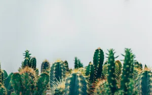 green cacti jigsaw puzzle