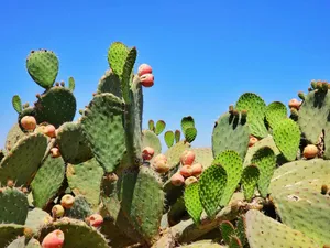 green cactus plants jigsaw puzzle