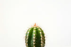 closeup photo of cactus against white background jigsaw puzzle
