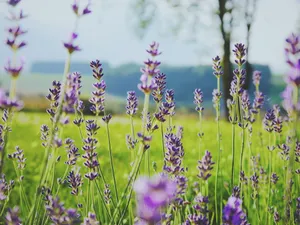 tilt shift photography of purple flowers jigsaw puzzle
