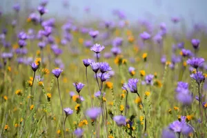 purple flower field during daytime jigsaw puzzle