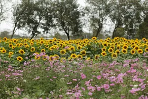 Field of sunflowers and pink wildflowers under trees jigsaw puzzle