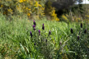 Purple lavender flowers in a green field. jigsaw puzzle