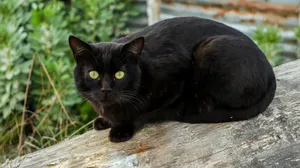 black cat on brown wooden log jigsaw puzzle