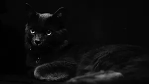 black cat jigsaw puzzle