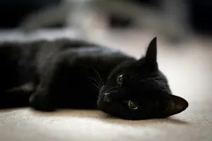 a black cat laying down on the floor jigsaw puzzle
