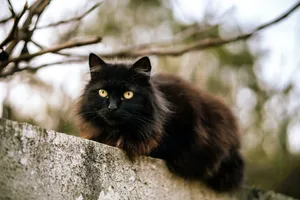 black and brown cat on gray concrete wall during daytime jigsaw puzzle