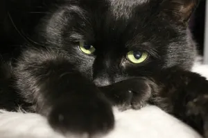 a black cat lying on a white surface jigsaw puzzle