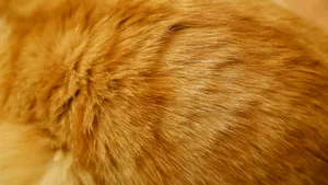 orange tabby cat on brown textile jigsaw puzzle