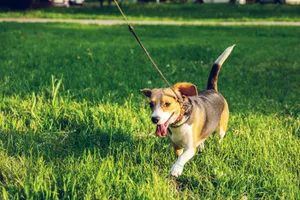 beagle walking on green grass jigsaw puzzle
