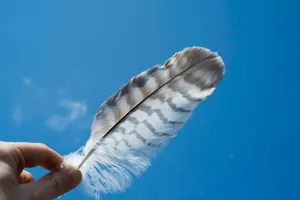 person holding a feather under blue sky jigsaw puzzle