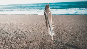 brown and gray feather near seashore jigsaw puzzle