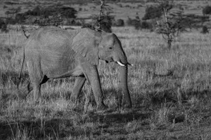 an elephant walking in the grass jigsaw puzzle