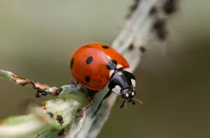 a close up of a lady bug on a plant jigsaw puzzle
