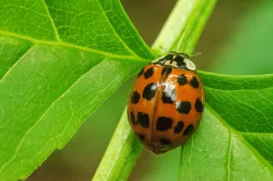orange and black ladybug on green leaf jigsaw puzzle