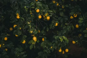 yellow fruits on tree jigsaw puzzle