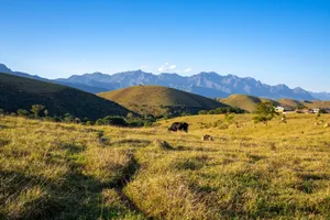 Peaceful countryside scene with cow, green hills and mountain range in the background. jigsaw puzzle