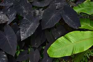 Close-up of vibrant black and green tropical leaves in a lush natural setting. jigsaw puzzle