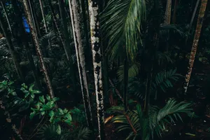 Aerial view of a lush, dense tropical forest showcasing vibrant greenery and tall trees. jigsaw puzzle
