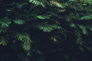 Dense foliage of tropical palm leaves in a lush and vibrant rainforest setting. jigsaw puzzle
