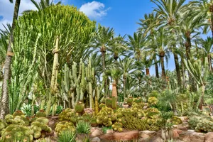 A vibrant mix of cacti and palm trees under a clear blue sky in Elche, Spain. jigsaw puzzle