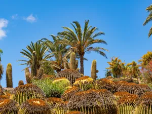 Colorful desert landscape with various cacti and palm trees under a clear blue sky. jigsaw puzzle