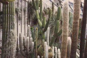 A variety of cacti inside a greenhouse in Copenhagen, showcasing unique textures and greenery. jigsaw puzzle